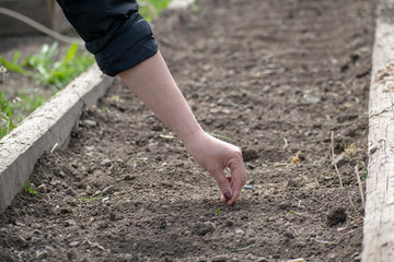 A young girl planted in the ground plant seeds on a farm in the spring.