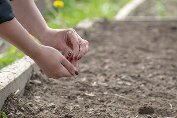 A young girl planted in the ground plant seeds on a farm in the spring.