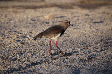 Obraz premium Corucacas