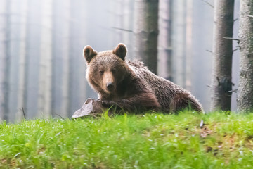 Obraz premium Wild Brown Bear (Ursus arctos) . Natural habitat. Slovakia
