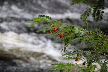 Brasilien Wald