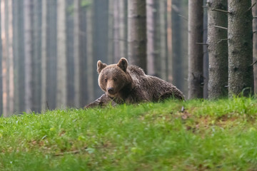 Naklejka na ściany i meble Wild Brown Bear (Ursus arctos) . Natural habitat. Slovakia