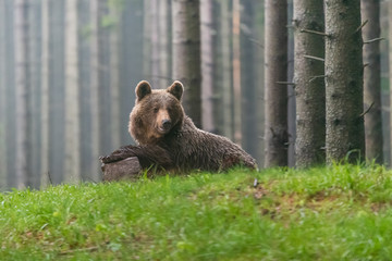 Naklejka na ściany i meble Wild Brown Bear (Ursus arctos) . Natural habitat. Slovakia
