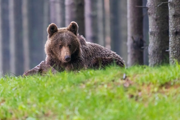 Obraz premium Wild Brown Bear (Ursus arctos) . Natural habitat. Slovakia