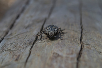 Insect on the wood. Macro shot.