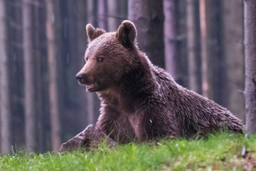 Obraz na płótnie Canvas Wild Brown Bear (Ursus arctos) . Natural habitat. Slovakia