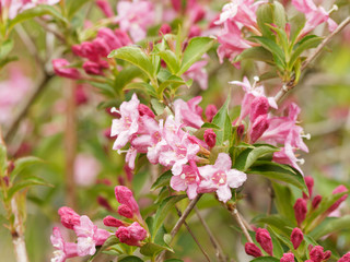 Fototapeta premium Inflorescence printanière du weigélia (Weigela florida)