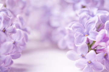 spring flowers with copy space. lilac flowers close up on a white background