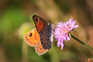 Papillon Provence