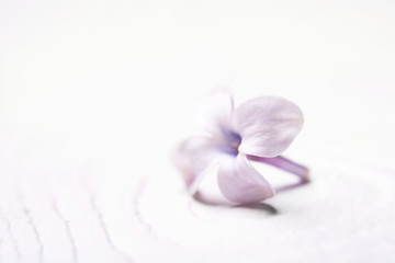 lonely lilac flower on white isolated background with space for text
