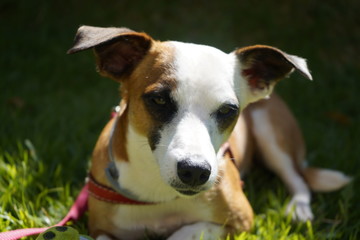 A beautiful dog in a field.
