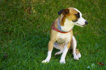 A beautiful dog in a field.