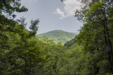forest in the mountains