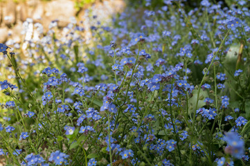 Obraz na płótnie Canvas Small light blue flowers on a green background