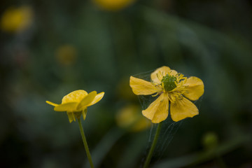 yellow flower on green background of grass