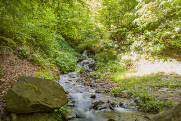 stream in the forest