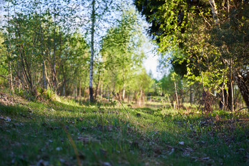 Spring Nature. Beautiful Landscape. Park with Green Grass and Trees