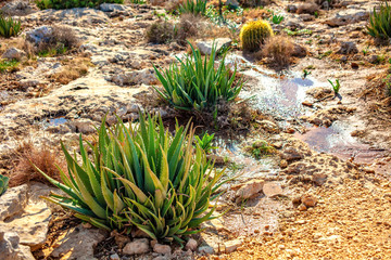 Nature landscape with green succulents - oasis in desert