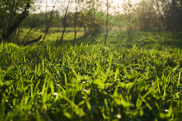 Spring Nature. Beautiful Landscape. Park with Green Grass and Trees