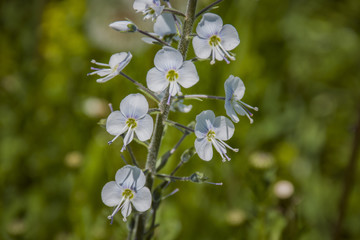 white flowers on green background