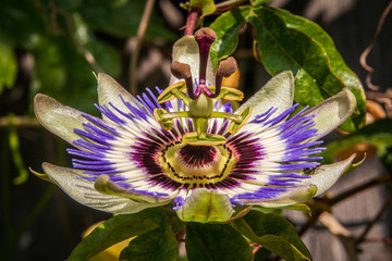 Passiflore