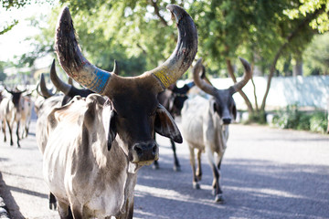 cows on road