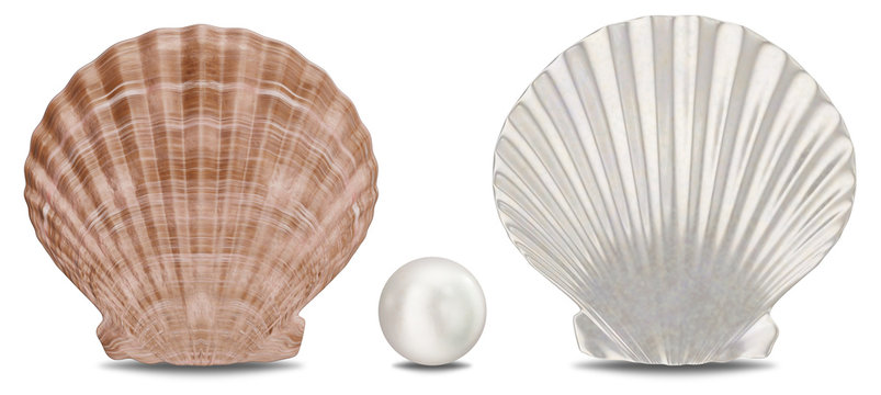 Set of pearls, sea shell, inner and outer side isolated on white background with shadow. Sea shell front view. Gem, women's jewelry, nacre beads, 3D illustration