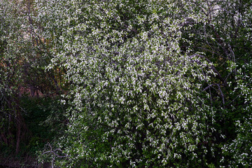 Flowering lilac bushes on the river Bank