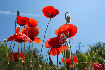 Obraz premium Close up of poppy flowers in a field with a blue sky