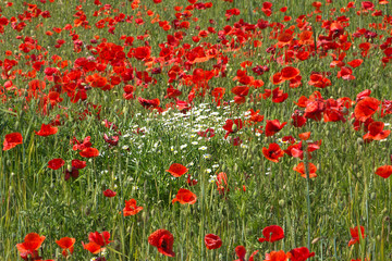 Beautiful poppy field in full bloom