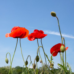 Obraz premium Close up of poppy flowers in a field with a blue sky
