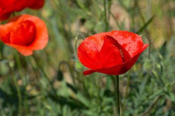 Details of poppy flowers in a field