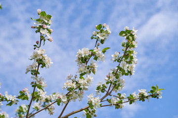 Apple blossom in spring. White flowers on Apple tree