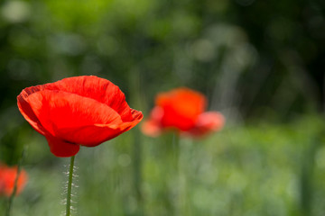 Fototapeta na wymiar Details of poppy flowers in a field