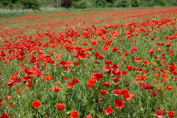 Beautiful poppy field in full bloom