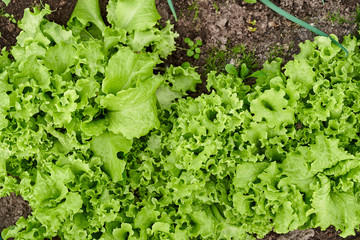 Green salad planted in the garden. Top view