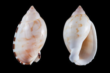 casmaria erinaceus vibex © SHELL