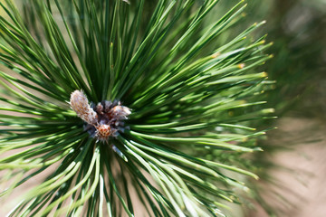 Naklejka na ściany i meble Closeup photo of green needle pine tree on the right side of picture. Blurred pine needles in background -