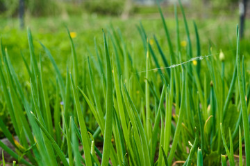 Fototapeta na wymiar The feathers of green onions planted in the garden