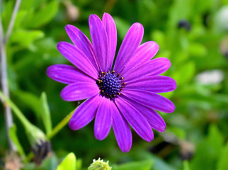 Fototapeta premium African Daisy 