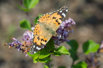 Motyl rusałka osetnik