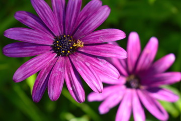 Obraz premium African Daisy 