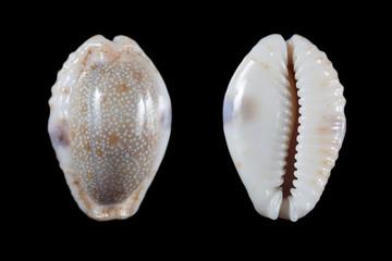 Cypraea erosa 