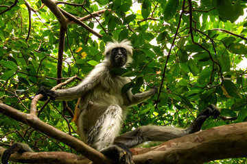 wild monkey in the jungle in Africa