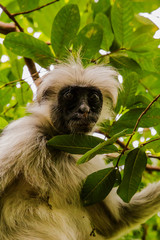 wild monkey in the jungle in Africa