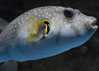 Underwater Fish Background