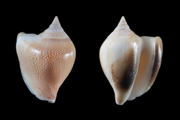 Strombus canarium 