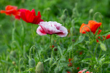 Obraz premium red and pink poppies on green field
