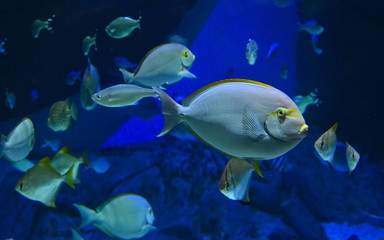 Fototapeta na wymiar Underwater Fish Background