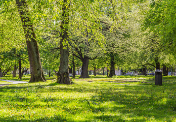 Fresh green grass field and walking path in outdoor park